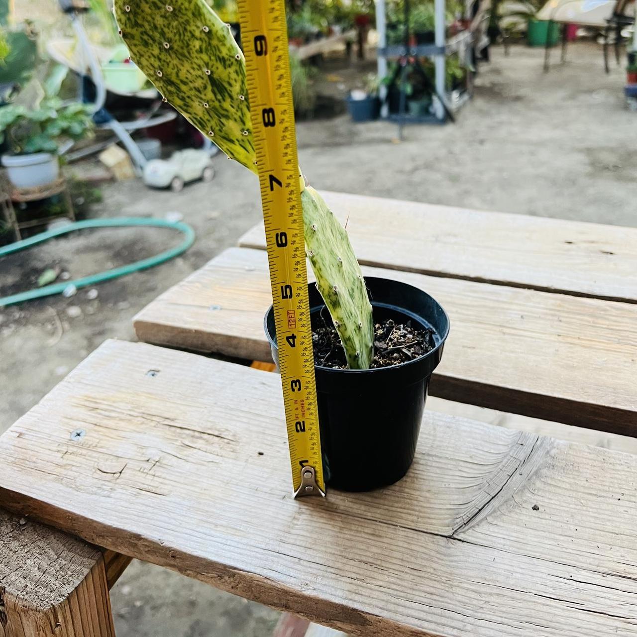 "Variegated Prickly Pear"'*Please be mindful plants... Depop