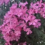 nithyaaa123's profile picture
