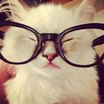 annabellelovestacobell's profile picture