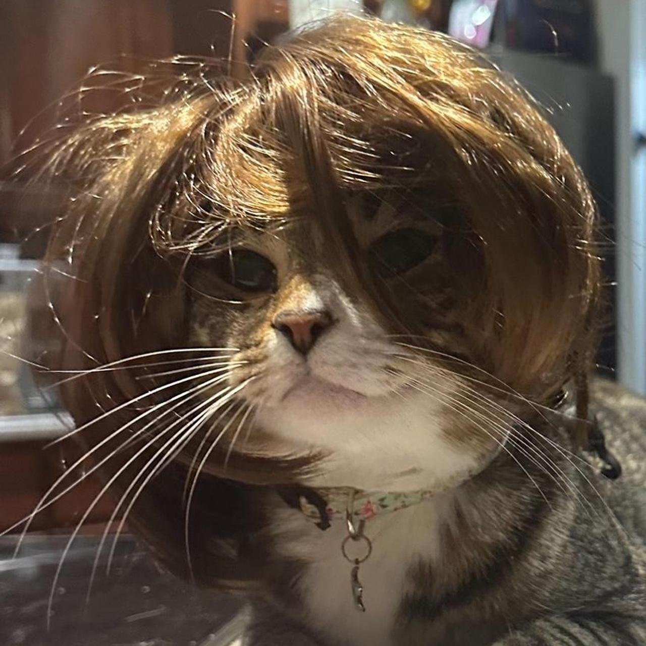 Cat Wig Halloween costume cat halloween