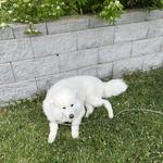 echoesthrift's profile picture