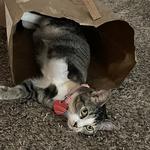 gatitos210's profile picture