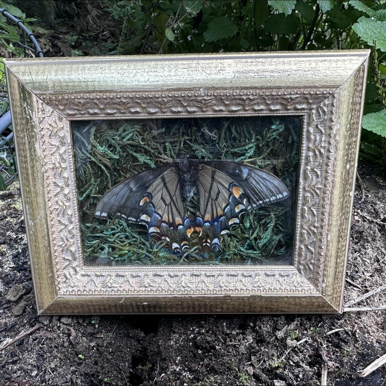Small Framed butterfly. Moss background. 7” x 5”… - Depop