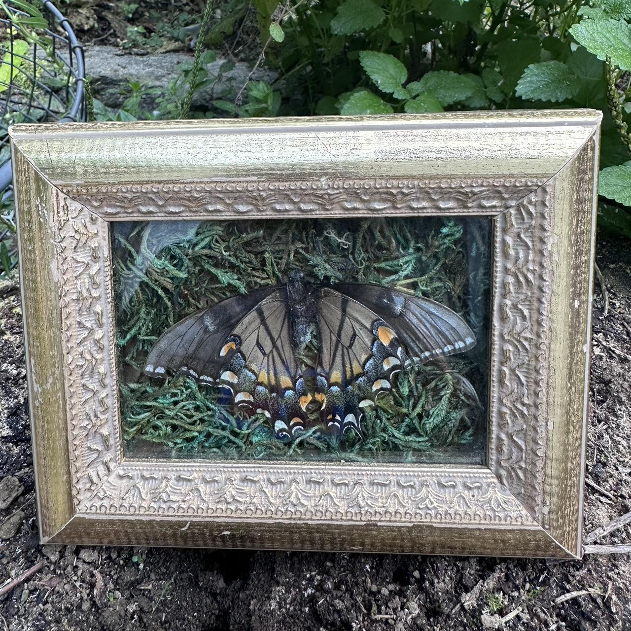 Small Framed butterfly. Moss background. 7” x 5”… - Depop