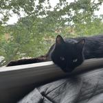 elainelyss's profile picture