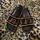 item listed by tearitup