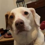 benbadt's profile picture