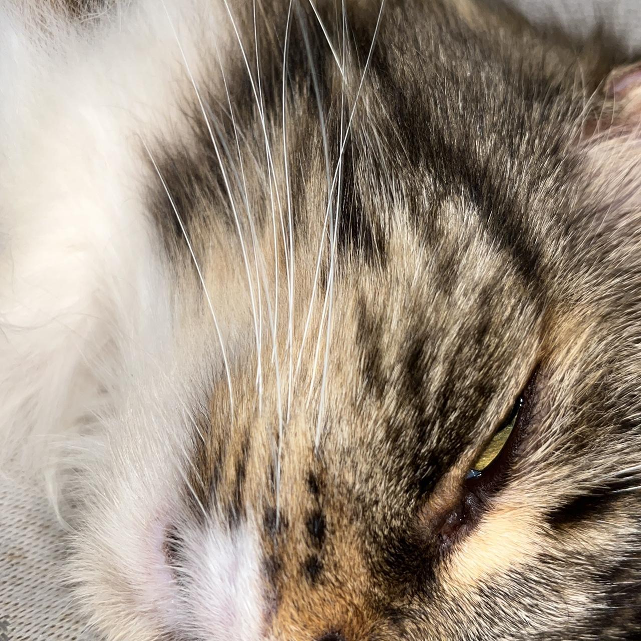 Norbert’s breath stinks so bad like my cats ass Depop