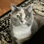 bkdstudio's profile picture