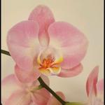 orchidsarecool_'s profile picture