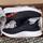 item listed by gotyourfreshfix_threadsnkicks