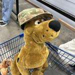 franciscosfinds's profile picture