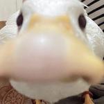 natpac's profile picture