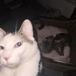 slightlygoth's profile picture