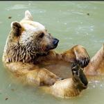 bears_bargain's profile picture