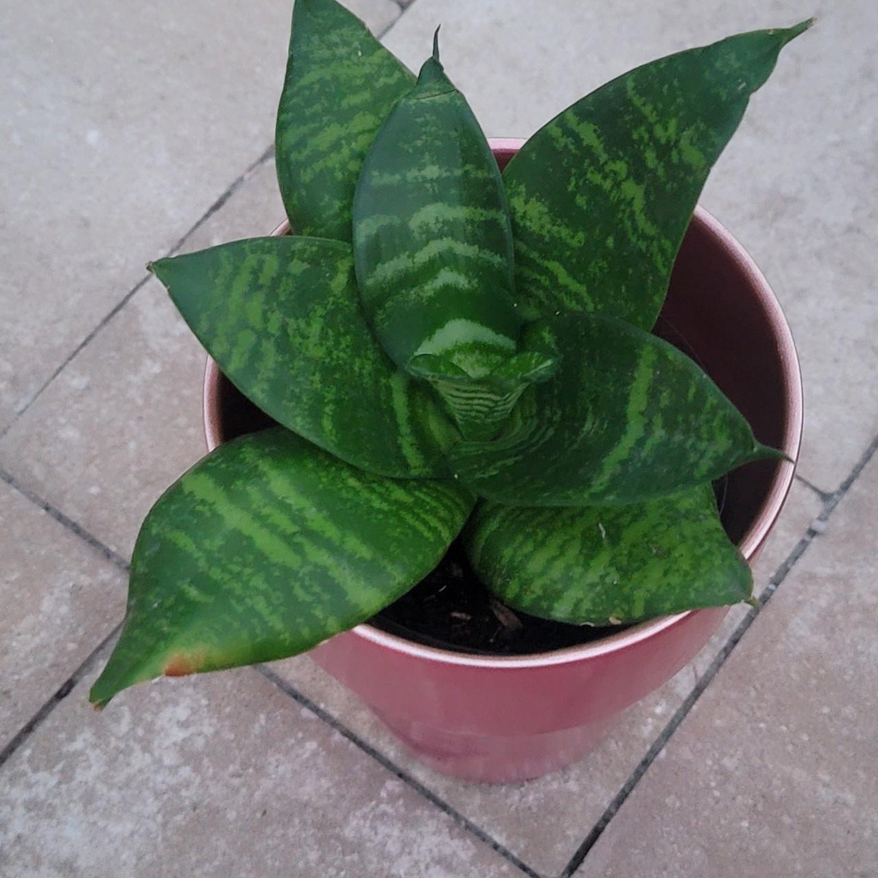 Snake Plant Birds Nest Starlight Dwarf Hahnii... - Depop