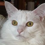 thewoodennickel's profile picture