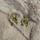 item listed by clothez4mycat