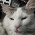 jemmaharvey101's profile picture