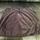 item listed by jennii_xoxo