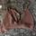 item listed by ashleevalero