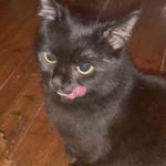 kiki_blackcat's profile picture