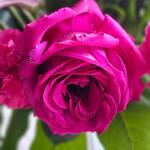 newclosetthrifts's profile picture