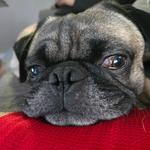 trevhd21's profile picture