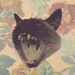thechaoticmilkhotel's profile picture