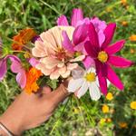 savenativebees's profile picture