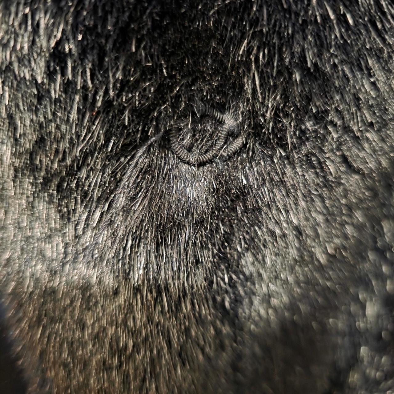 Source Unknown Women's Jacket - Black - S – Step … - image 6