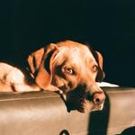 rubyfoos's profile picture