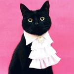 yourninelivescloset's profile picture