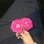 dreascrea8ions's profile picture