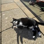 txlullah's profile picture