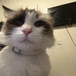 trillxgoten19's profile picture