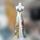 item listed by lechiffonier