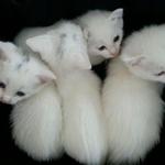 ttstellz's profile picture