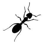 antscollections's profile picture