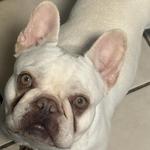 chacha12356's profile picture