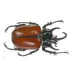 beetlebought's profile picture