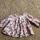item listed by sarmcc35