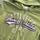 item listed by devin_thrifts