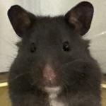kimgoms's profile picture