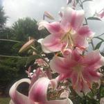 holalinda's profile picture