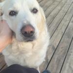 cj_hunts_vintage's profile picture