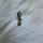 item listed by jennn_cc