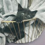 thecastoff96's profile picture