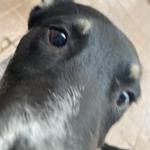 cheerioring's profile picture
