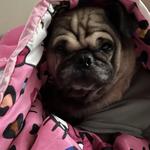 br11tt's profile picture